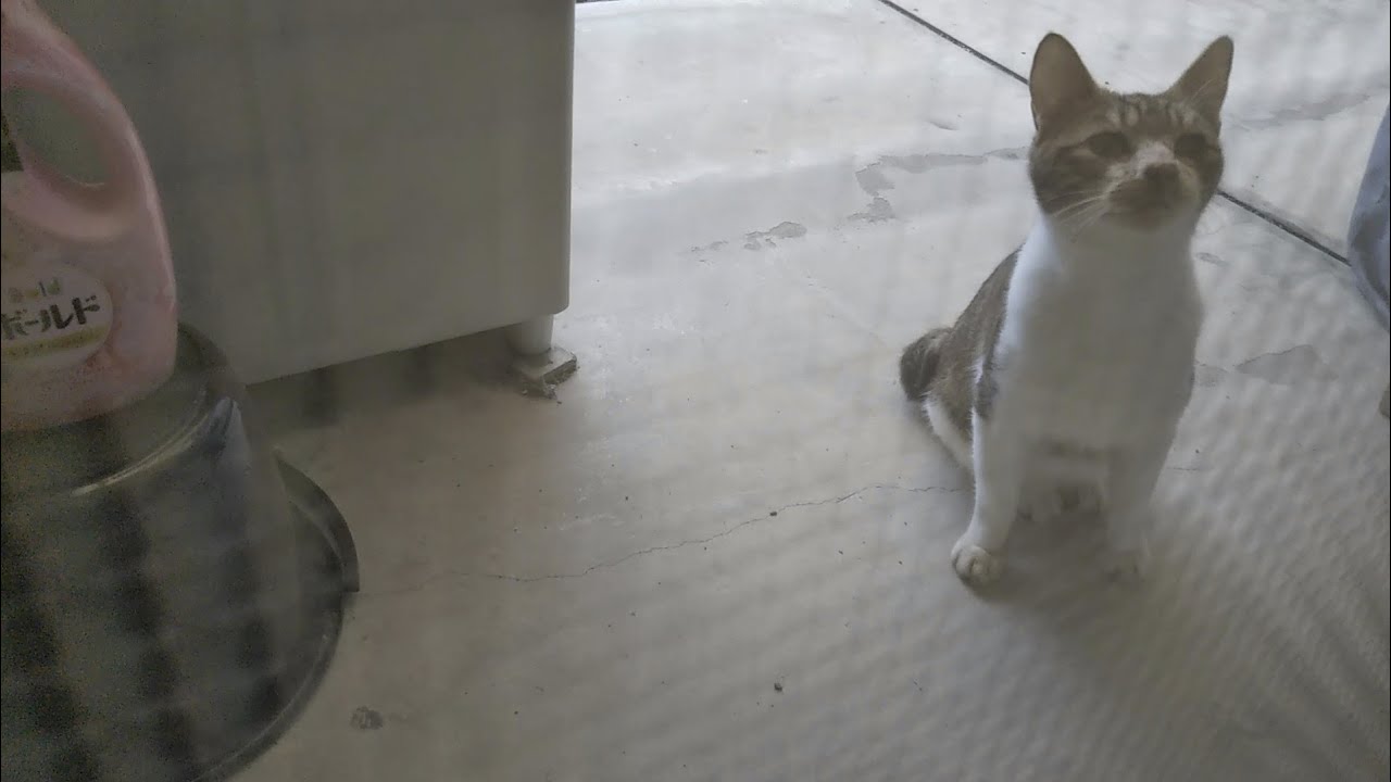 我が家に猫がやってきた Youtube
