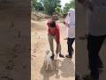 बकरी कॉमेडी#shortvideo #treding