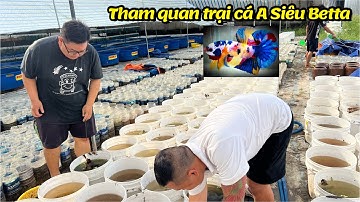 Tham quan trại cá lớn tại Cần Thơ chuyên Betta Giant của Idol Siêu Betta !