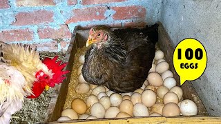 Hen Hatching 100 Chicken Eggs - Harvesting 100 eggs to baby chicks