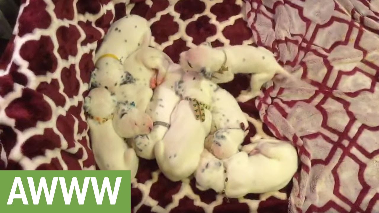 newborn dalmatian puppies learn how to play youtube