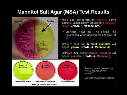 Video: Kan Staphylococcus saprophyticus gjære mannitol?