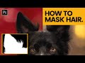 Photoshop Fur Masking Techniques Quiz
