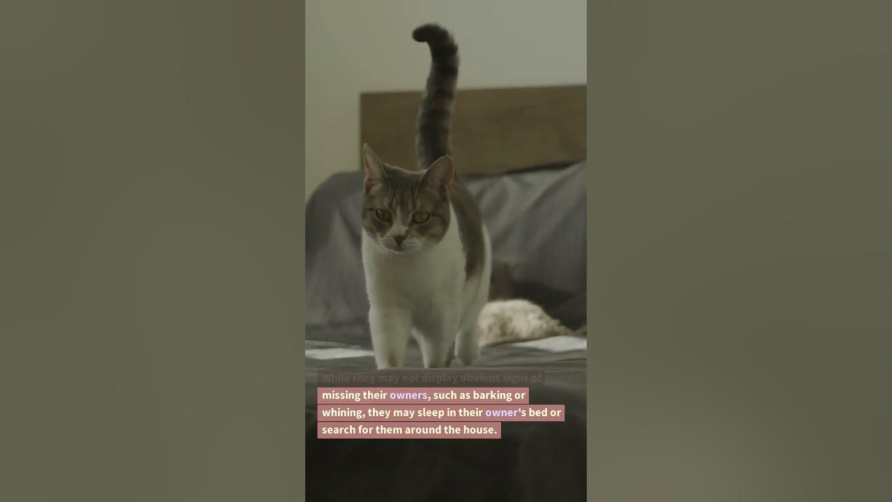 Does my cat miss me when i m gone shorts cats youtube