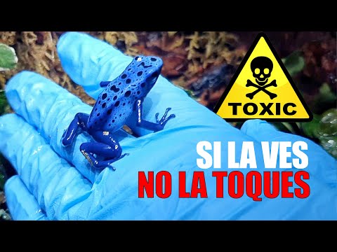 Video: ¿Por qué la rana venenosa azul es azul?