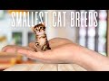 Top 7 Most Smallest Cat Breeds In The World