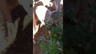 Im feeding the sheep