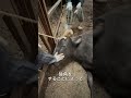 【頭蓋骨骨折】除角後の処置です