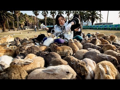 Vidéo: Y a-t-il des lapins à oreilles sauvages ?