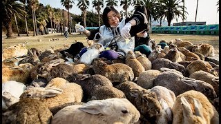 Japon : l'île aux lapins - ZAPPING SAUVAGE