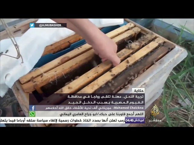 حكاية.. تربية النحل في محافظة الفيوم المصرية