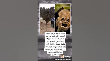 ماهي شجرة الزقوم 