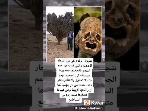 ماهي شجرة الزقوم