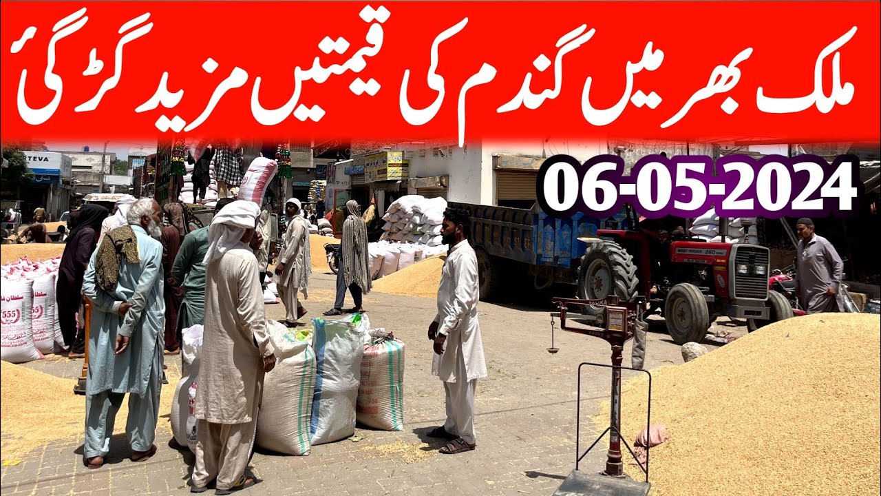 Today Wheat price update in Punjab Pakistan 2024 - YouTube