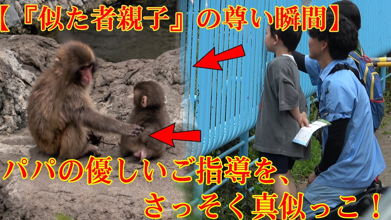 パンチくん 🐵【『似た者親子』の尊い瞬間】話題沸騰の『そっくり親子