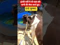 #cow #gau Gau Seva karna Sahi Dharm hai#bhaktibhajan #viralvideo #viralreels #viralshorts ##animals
