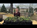 How to Pot Up Tomatoes &amp; Other Seedlings - Easy Step by Step for Beginners