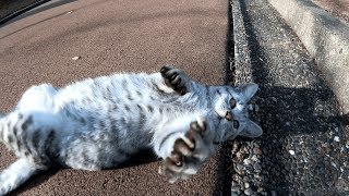 無邪気な子猫がカメラに突撃してくる