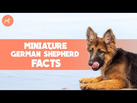 Miniature German Shepherd: Tiny Facts YOu Need To Know