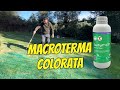 Coloro il prato di paspalum  per linverno  green turf paint