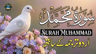 Surah Muhammad With Urdu Hindi Translation🍀 | Relieve Stress & Calm Recitation |🎙️ Mansoor Ghaznavi