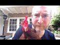 LIVE STREAMING WITH CHICKENS!