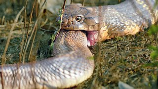 This SNAKE even devours Relatives! King Cobra  Huge mistress of the forest!