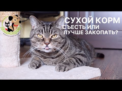 Почему кошка закапывает свой корм?