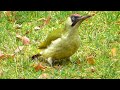 Picus viridis:  European Green Woodpecker - Grünspecht