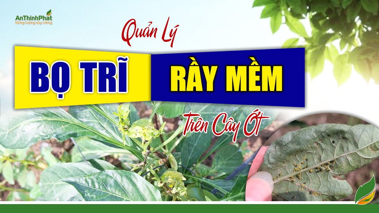 Quản Lý Bọ Trĩ - Rầy Mềm Trên Ớt | An Thịnh Phát