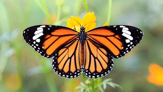 Butterflies Flying in Slow Motion Full HD #butterfly, #butterflyvideo,