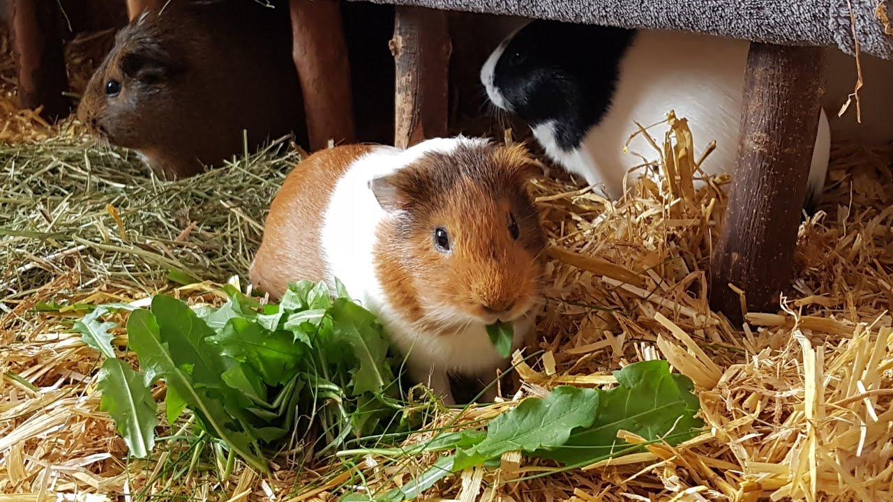 Guinea pigs enjoying yummy dandelion YouTube