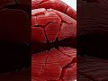 Muscle fibers micro tears