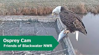 Bald Eagle Expels Pellet on Blackwater Osprey Cam | 2.27.23