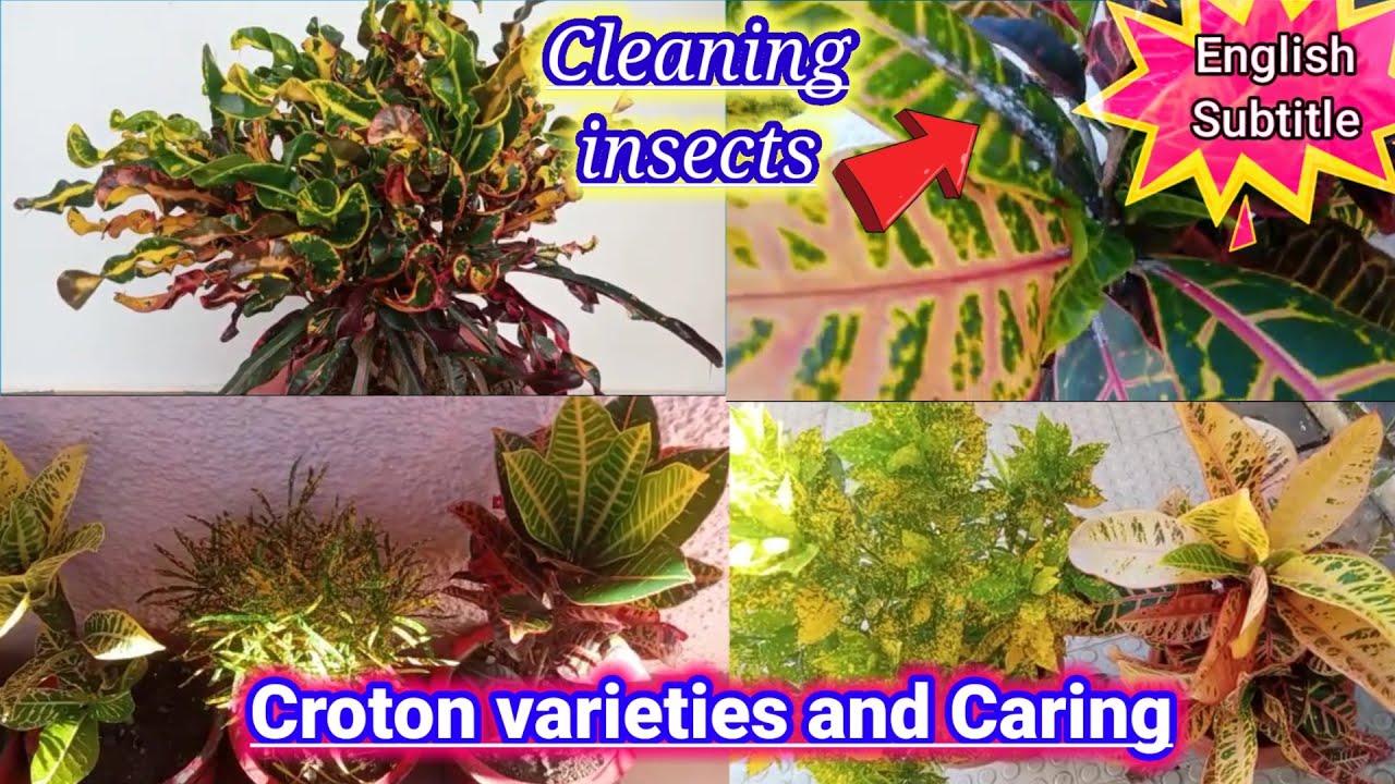 Croton Plant Varieties and Caring How to clean insects from croton