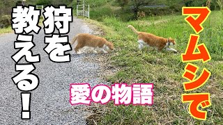 Cat fighting a viper[Japanese cats]