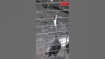 How cranes communicate Как общаются журавли