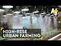 Office Farming In Japan May Transform Agriculture