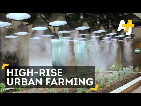 Office Farming In Japan May Transform Agriculture