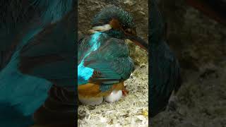 This kingfisher has just hatched