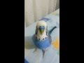 Muhabbet kuşu Döktürüyor +18 küfür içerir Video Klibi Muhabbet kuşu Döktürüyor +18 küfür içerir Video Klibi