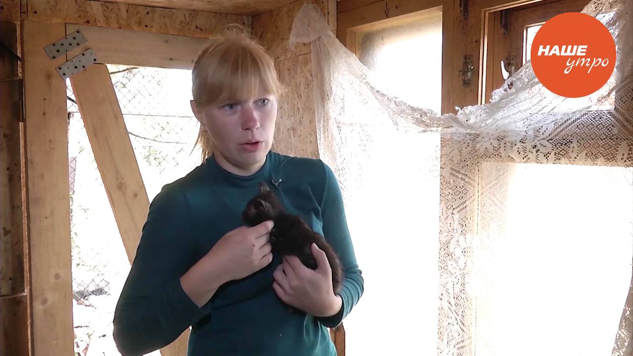 Лечим кошек от ушного клеща - YouTube