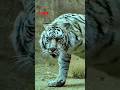 Tiget attack tiger yt shorts viral