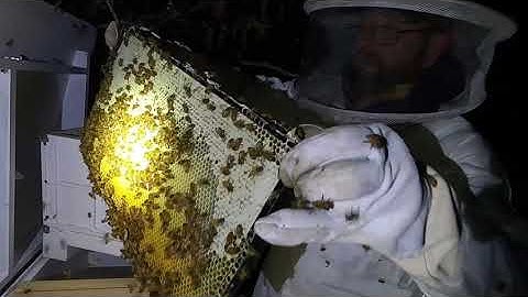 Night bee transfer from Langstroth hives to long hives