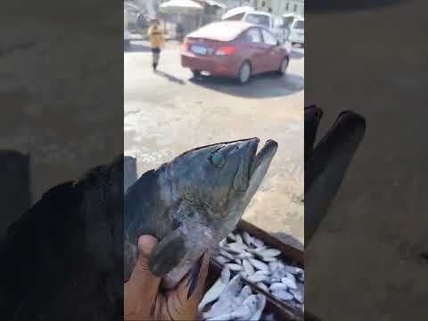 أعرف أنواع سمك الوقار كلها من حيث أفضلها عشان محدش يغشك