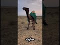 كيف اعرف ان الناقة عشرت اكسبلور ترند