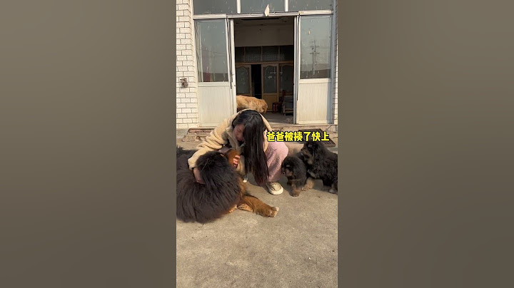 🐶加布：终于有狗能治得了她了 #藏獒 #萌宠 #dog