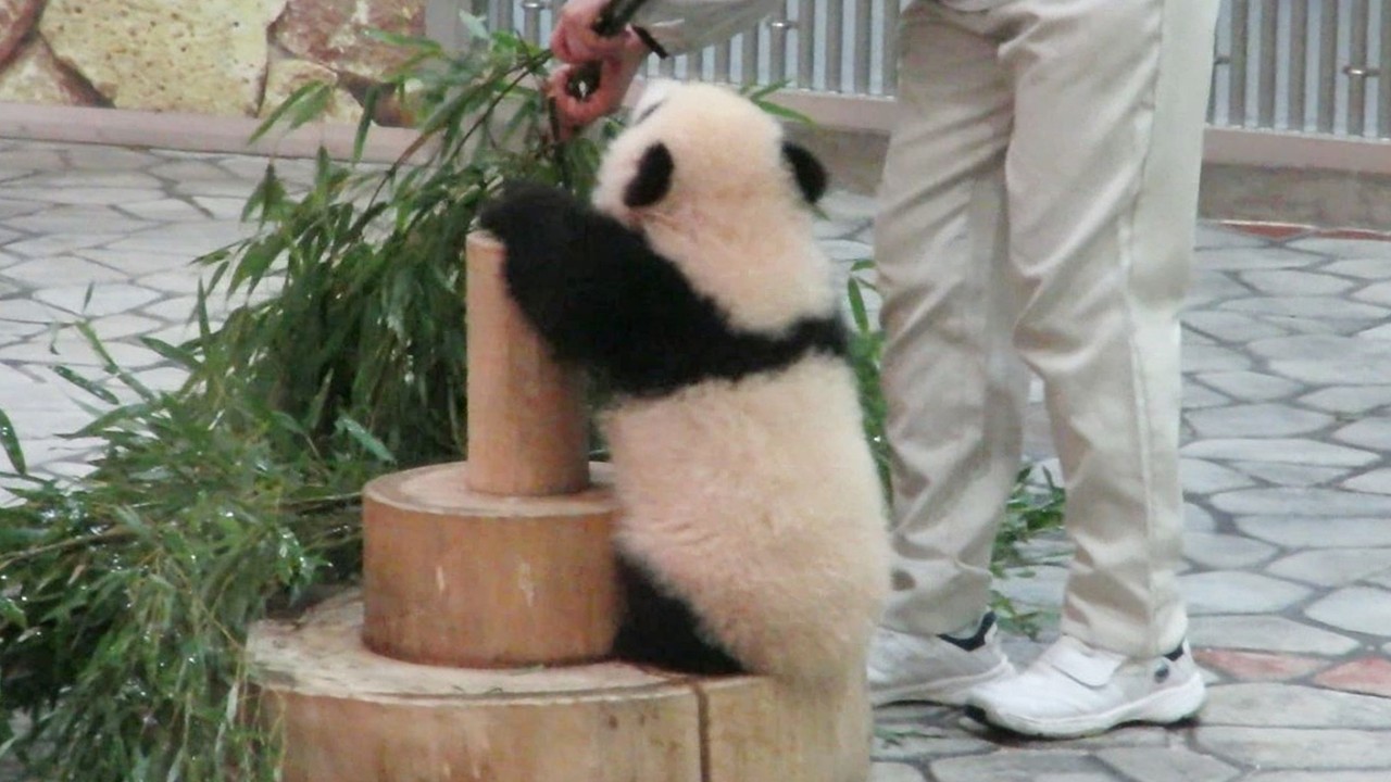 飼育員さんを追いかけてダッシュで走りまわる姿が可愛い赤ちゃんパンダ♥ #パンダ #アドベン #アドベンチャーワールド