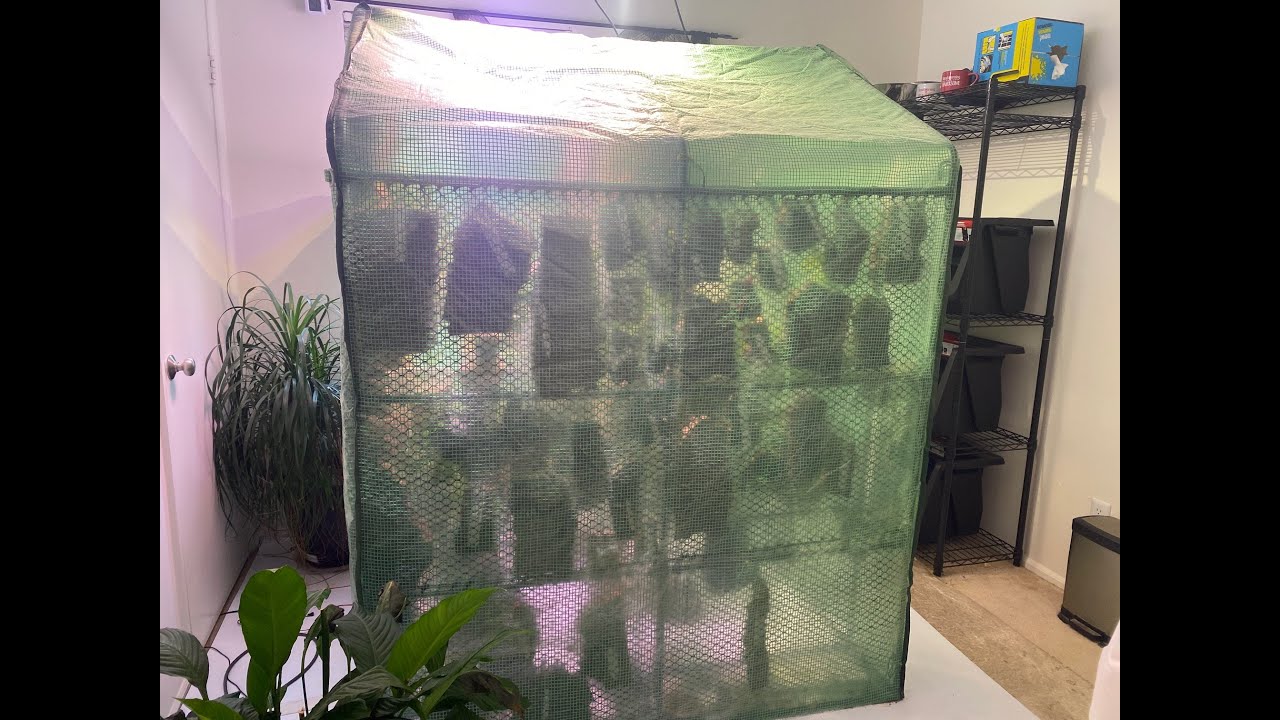 My Complete Orchid Grow Tent Setup; How I Built A 