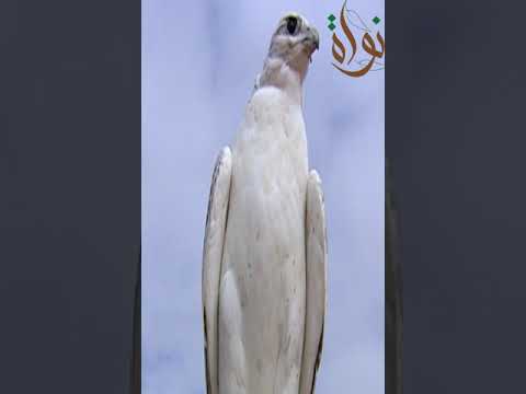 نظر الصقر قوى جدا ٨ أضعاف قوة رؤية الإنسان بيقدر يرصد الفريسة من على بعد ٣ كيلو متر وبيهاجم الفريسة